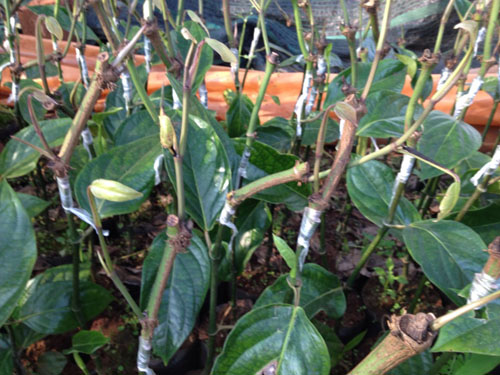 Nông dân đổ xô trồng tiêu ghép gốc dây leo cây rừng Amazon