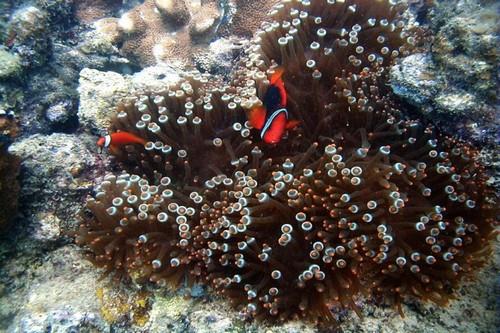 Những rặng san hô sắc màu rực rỡ cuốn hút du khách