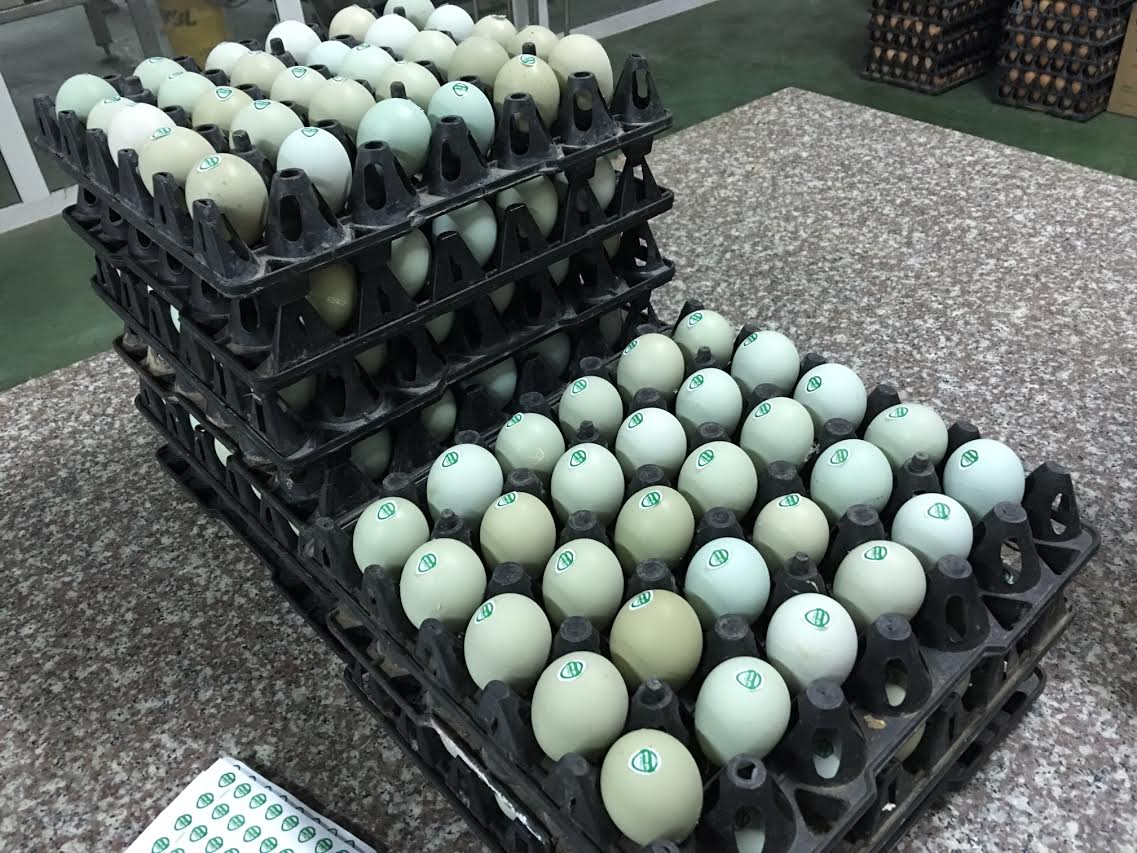 trứng gà vỏ xanh, trứng gà lạ, xuất hiện trứng gà vỏ xanh, trứng gà, trứng gà cao cấp