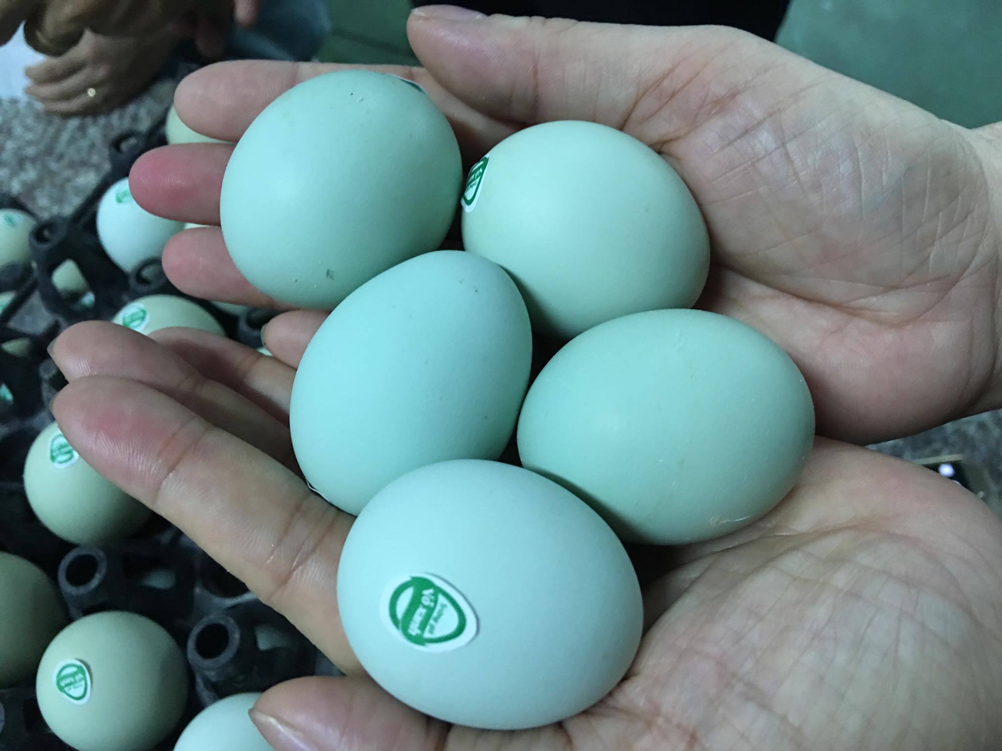 trứng gà vỏ xanh, trứng gà lạ, xuất hiện trứng gà vỏ xanh, trứng gà, trứng gà cao cấp