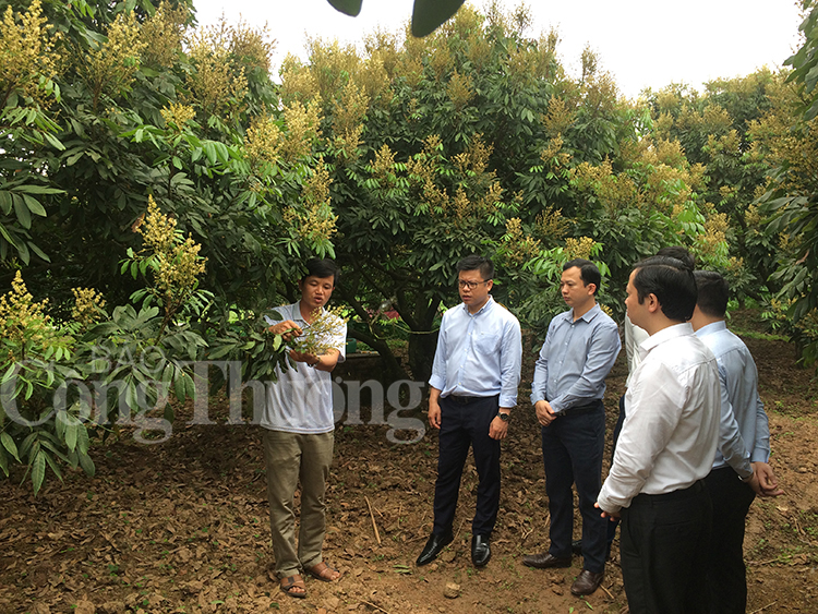 Đoàn kiểm tra đang kiểm tra vùng trồng nhãn tại HTX nhãn lồng Nễ Châu (xã Hồng Nam, TP Hưng Yên)
