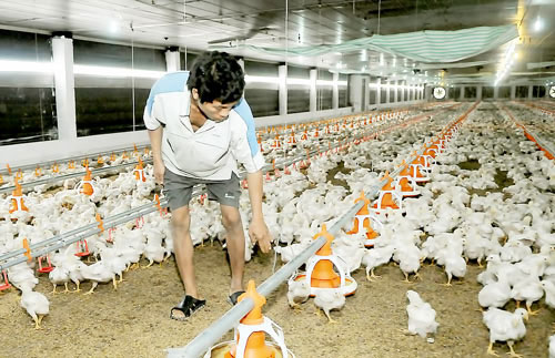 Ngành chăn nuôi gà sẽ bị tác động khi nước ta tham gia TPP Ảnh: Cao Thăng
