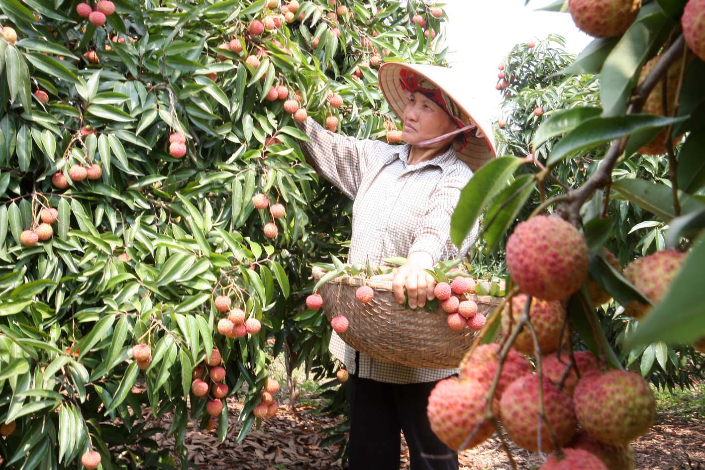 Kết quả hình ảnh cho Xung quanh ‘hiện tượng’ xuất khẩu rau quả Việt