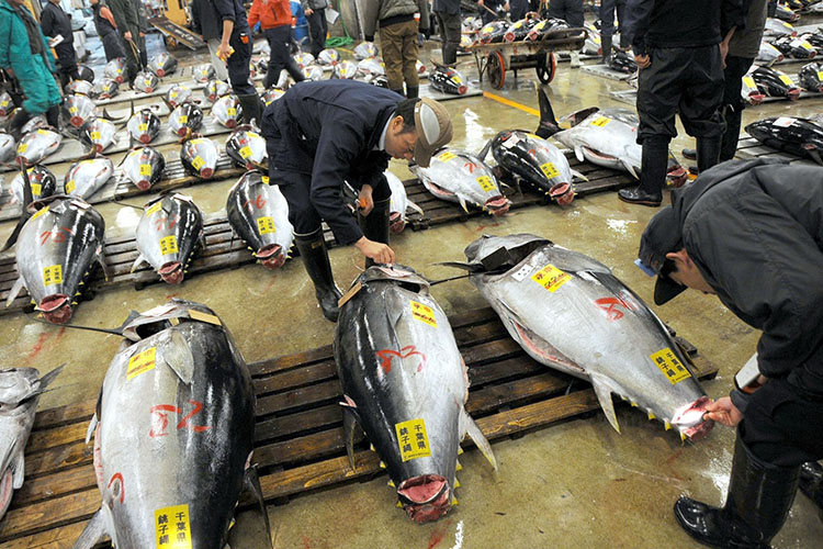 Các chuyên gia kiểm tra tiêu chuẩn cá ngừ đại dương tại Nhật Bản