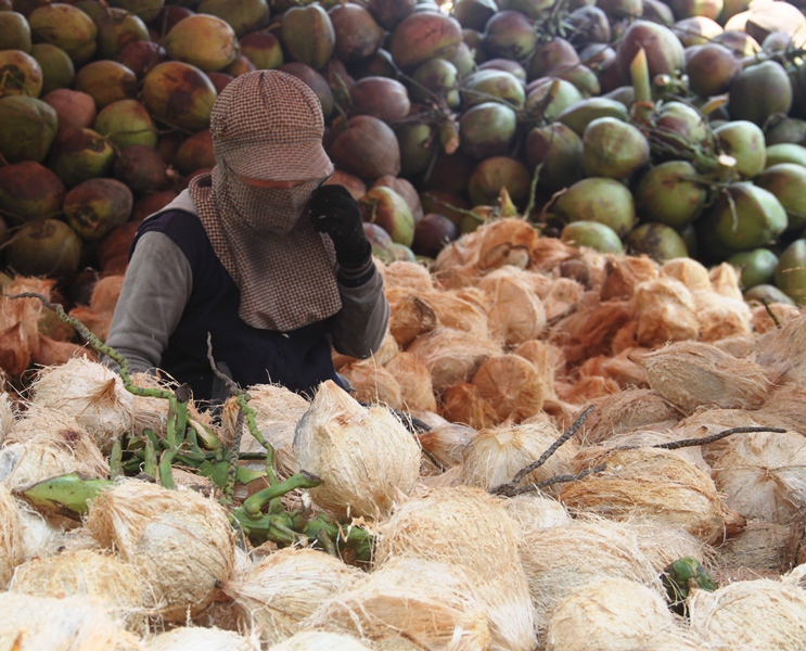  Nghề lột vỏ dừa kiếm thu nhập 3 triệu đồng/tháng cho lao động nữ ở địa phương 