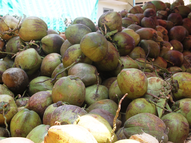  Dừa Bình Định có ưu điểm trái to, nước nhiều, cơm dừa dày làm bánh kẹo, dầu dừa, cước dừa và các sản phẩm mỹ nghệ khác... 
