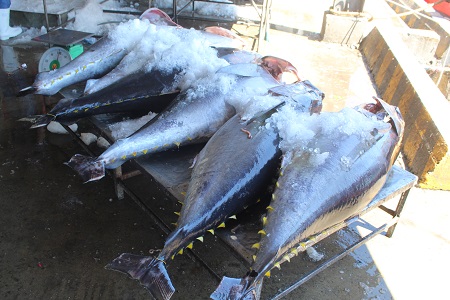 Ngư dân đưa cá ngừ đại dương lên cảng cá Hòn Rớ (TP Nha Trang, Khánh Hòa) để bán cho tư thương