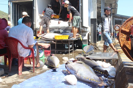 Hoạt động mua bán cá ngừ đại dương ở cảng cá Hòn Rớ (TP Nha Trang, Khánh Hòa) giữa tháng 6 năm nay