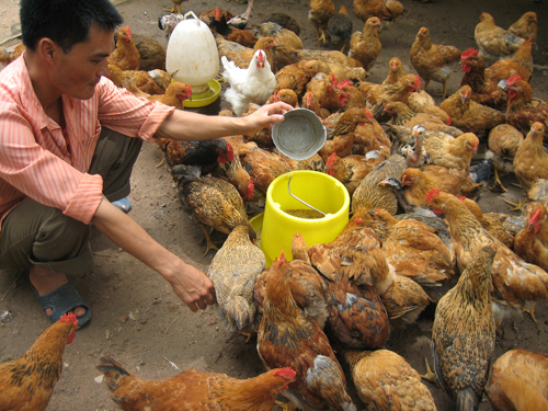 Lao đao ngành chăn nuôi gia cầm  Kỳ II: Thay đổi tư duy để phát triển