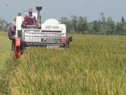 Giá lúa gạo giảm sau ba tháng liên tục đi lên