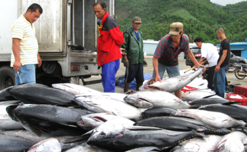 Sản lượng khai thác cá ngừ đại dương tại các tỉnh: Bình Định, Khánh Hòa, Phú Yên tiếp tục hứa hẹn nhiều triển vọng.